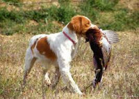 chasse.jfif